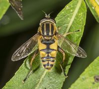 Almindelig sumpsvirreflue
