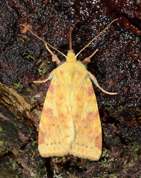 Xanthia icteritia - Sallow
