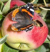 Admiral butterfly trying to share the Wasp's meal in a Discovery apple.