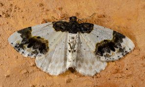 Ligdia adustata - Scorched Carpet 