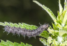 European peacock larvae