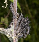 European peacock larvae