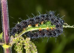 European peacock larvae