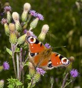 European peacock butterfly on thistle