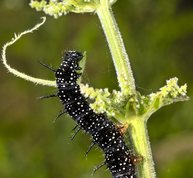 European peacock larvae