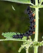 European peacock larvae