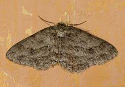 Phigalia pilosaria - Pale Brindled Beauty