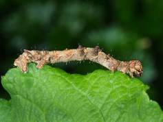 Phigalia pilosaria - Pale Brindled Beauty larvae