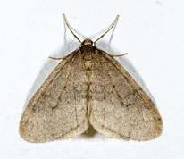 Operophtera brumata - Winter Moth