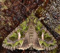 Trachea atriplicis - Orache Moth 