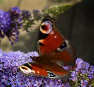European peacock