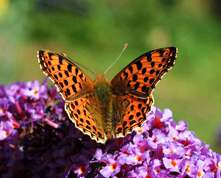Issoria lathonia - Queen of Spain Fritillary