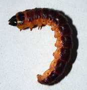 Cossus cossus - Goat Moth