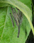 Yponomeuta malinellus - Apple Ermine larvae