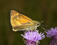 Moth Large skipper