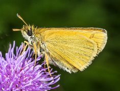 Thymelicus lineola - Essex Skipper
