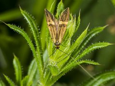 Løvskovslanghornsmøl - Nemophora degeerella