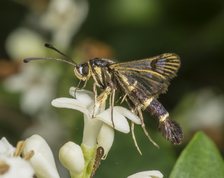 Ribsglassværmer - Synanthedon tipuliformis