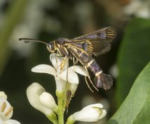 Ribsglassværmer - Synanthedon tipuliformis