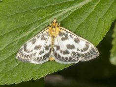 Nældehalvmøl - Eurrhypara hortulata