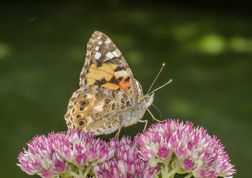 Tidselsommerfugl