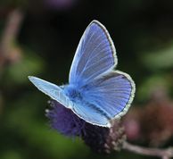 Almindelig blåfugl - Polyommatus icarus
