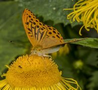 Kejserkåbe - Argynnis paphia