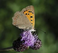 Lille ildfugl - Lycaena phlaeas
