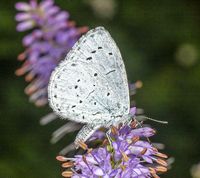 Skovblåfugl - Celastrina argiolus