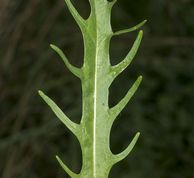 Høst-borst blad