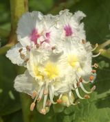 Enkelt blomst fra kastanietræ