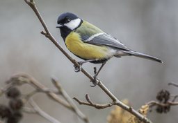 Rødel - musvit på rødel